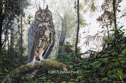 Stygian Owl in a Cloud Forest Dawn