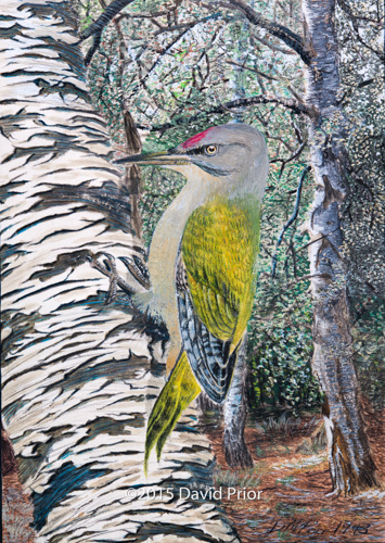 Grey Headed Woodpecker in Birch Forest