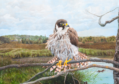 Juvenile Hobby on the Somerset Levels - Collectors Edition