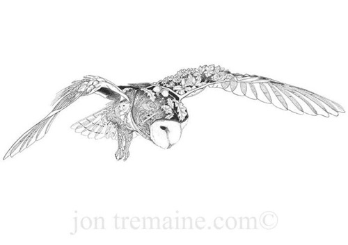 Barn Owl