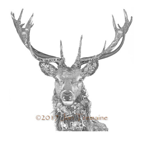 Red Deer Stag