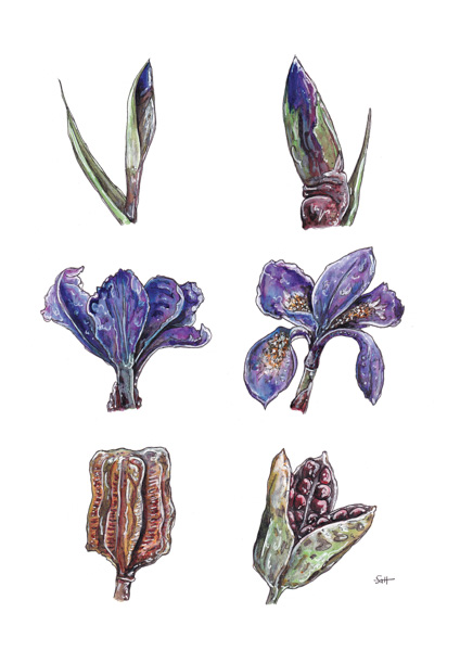 Purple Iris Metamorphosis