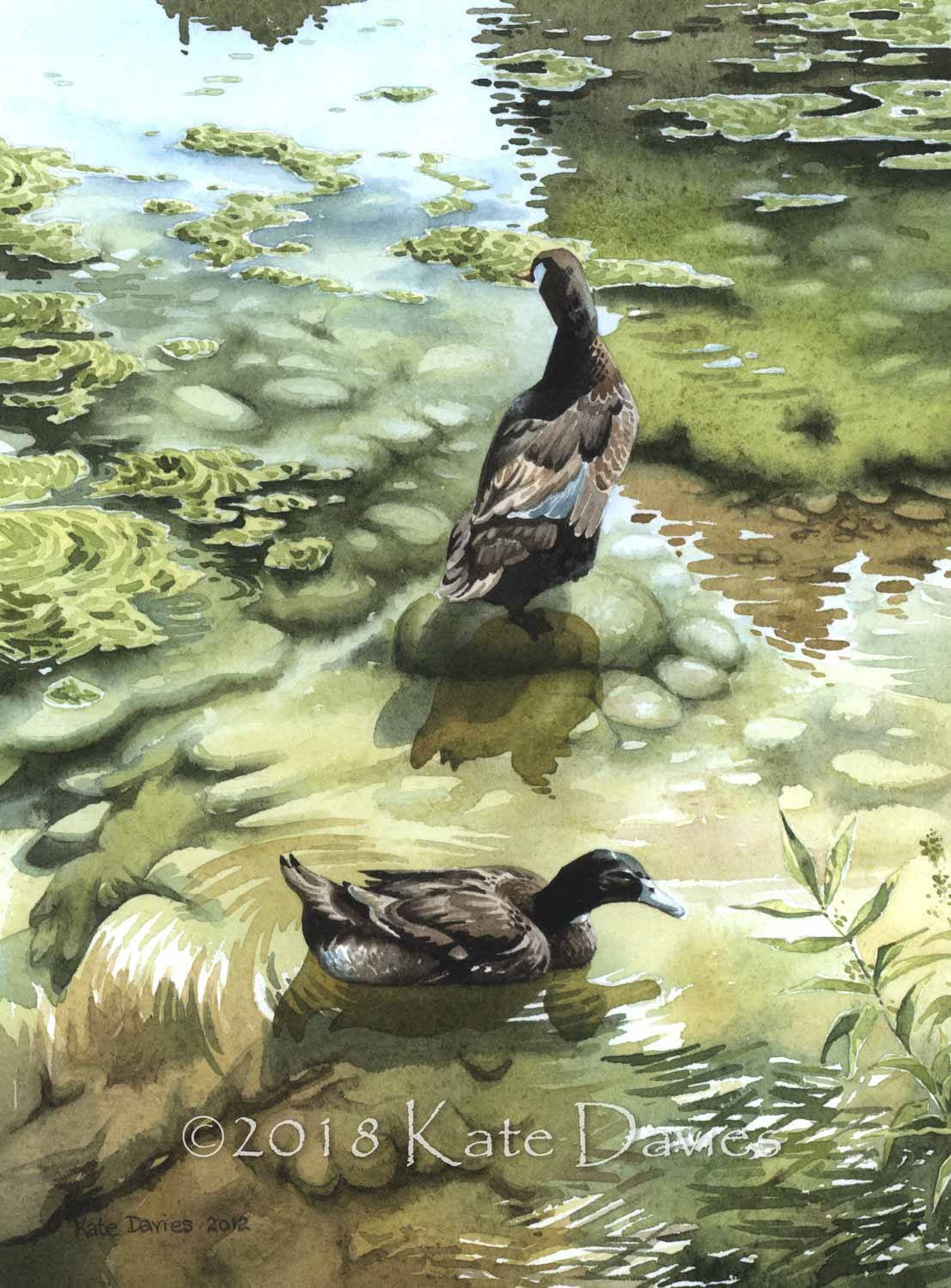 Biddlestone Ducks xx/250