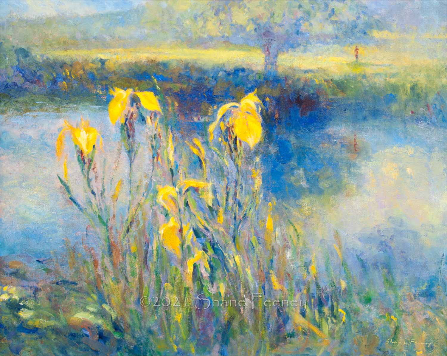 Yellow Iris by the River Avon